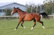Новые фотографии лошадей - предлагаем посмотреть!